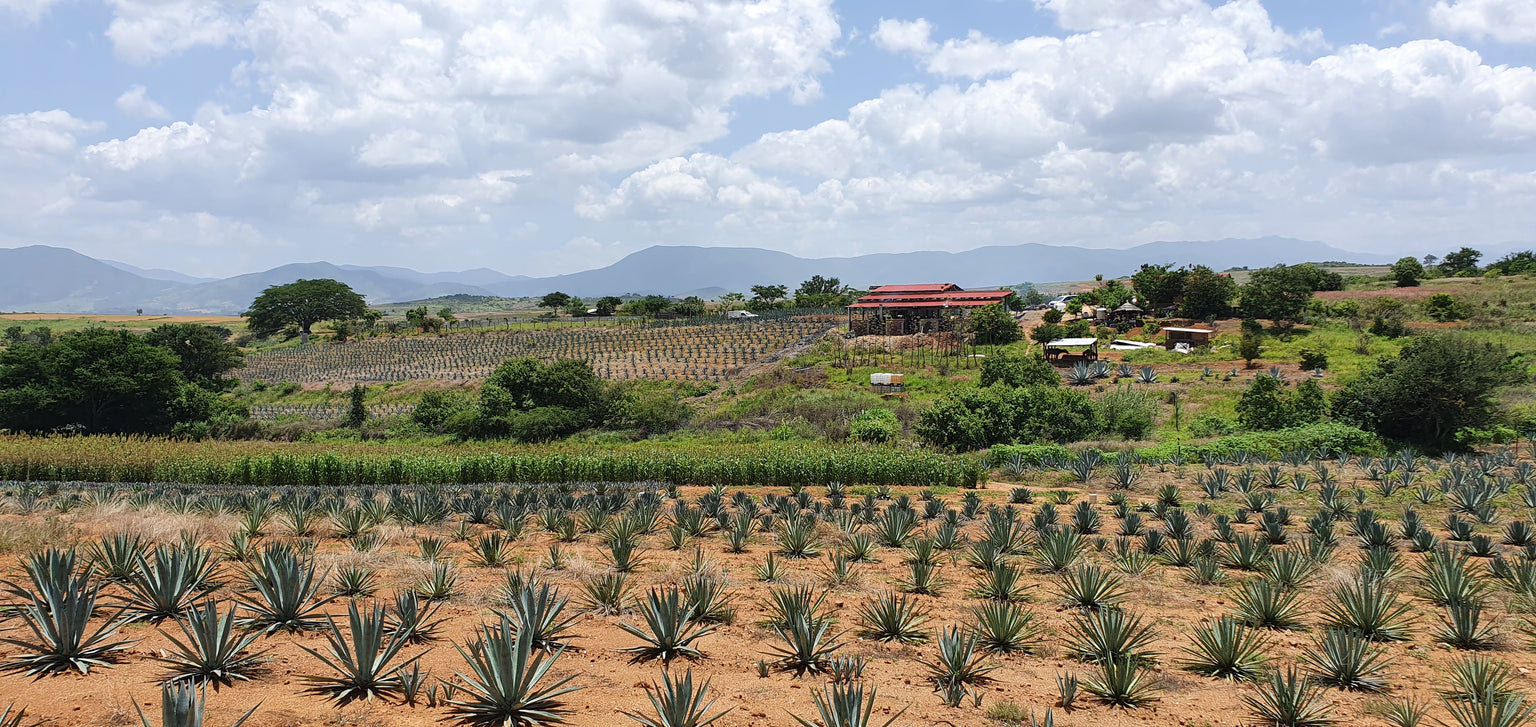 Oaxaca, México